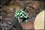 03 - Poison Dart Frog
