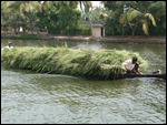 Grass Harvest 