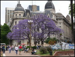 Jacaranda Tree