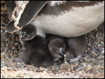 Mom and Her Chicks