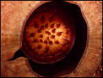 Approaching Rafflesia's Inner Sanctum