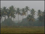 Scenery on the Walk Into Benaulim Town