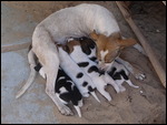 Feeding Time