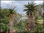 Perth City From Kings Park