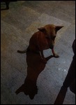 Our Lucky Tuna dog