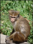 This guy isn't a pet, the hair is natural
