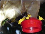 Hummingbirds are so fast that it's hard ...