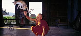 Jumping Cat Monastery - courtesy of the www