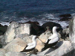 Galapagos#5