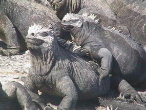 A Pair of Iguanas