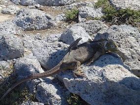 Little Fella' Hitching a Ride