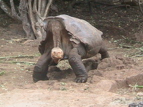 120 year-old Lonesome George