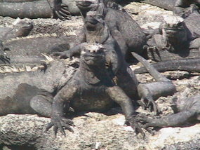 Marine Iguanas Basking in the Sun