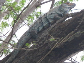 Our Own Personal Iguana