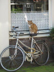 Even Cats Ride Bikes in Amsterdam