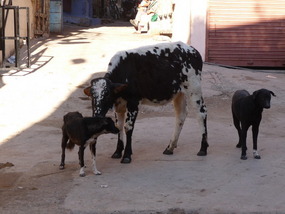 Cow Giving the Dog a Good Cleaning
