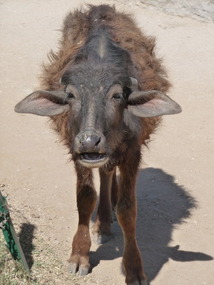 India is Where the Chia Pet Originates