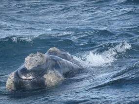 Head of the Whale