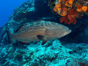 Black Grouper Courtesy of the WWW