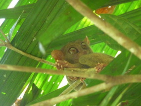 The Tarsier 