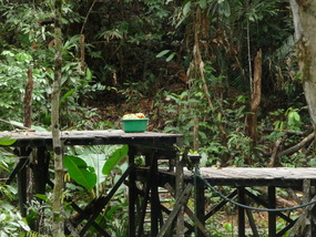 A basket of bananas, but no orangutans