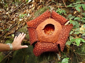 The Rafflesia