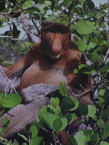 Bako - Proboscis Monkey