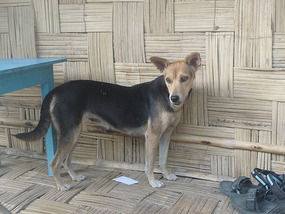 Rover, Our Dog