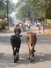 Cows Out for Their Morning Walk in Benaulim