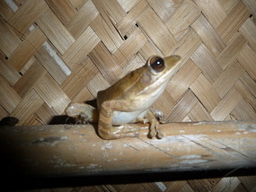 Our Bathroom Guard Frog