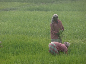 Working in the Rice Fields