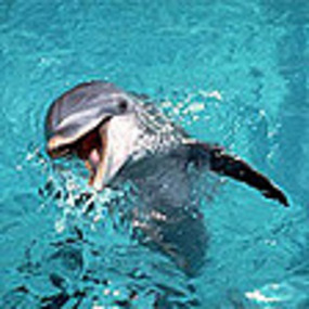 TV's Flipper