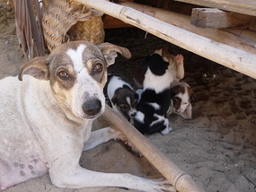 Momma and the Young 'uns