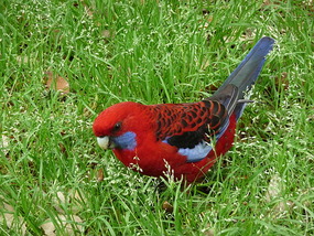 Lone Crimson Rosella