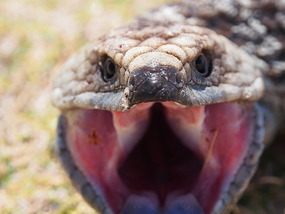 Into the Mouth of the Bob Tailed Lizard