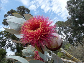 Perth in Bloom #1 - Variety of Eucalyptus