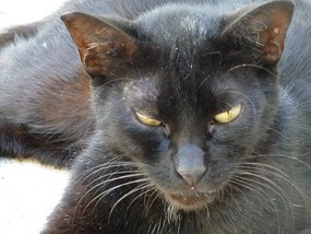 A black cat