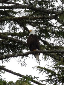 Magnificent Bald Eagle