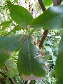 This little frog was sitting on the arm of my ...