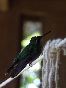 Canevet's Emerald Hummingbird...