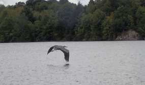 Great-Blue Heronosaur of mysterious Black Jack…