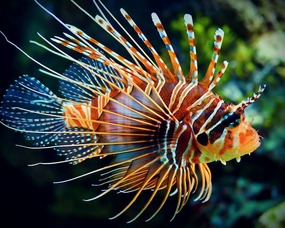 Lionfish photo care of the WWW