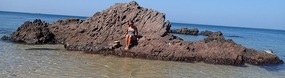 Kove on a rock
