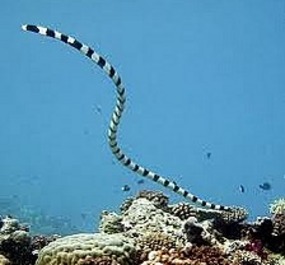 Elenka spotted the feared banded sea snake...