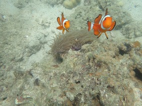 This clownfish gave my camera a wicked head butt