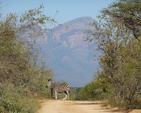 Zebras in the early morn