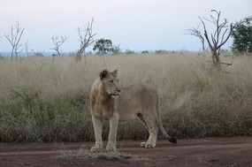 Our first lion sighting