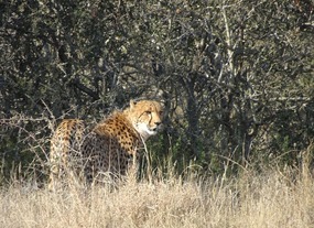 Cheetah saying bye-bye