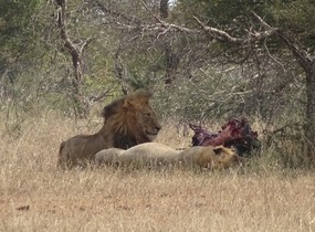Lions with wildebeest kill ...
