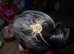 This spider, with its white egg-sac ...